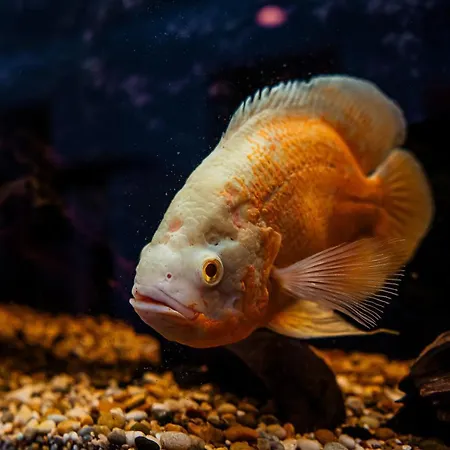 Airhome - Golden Fish Korter