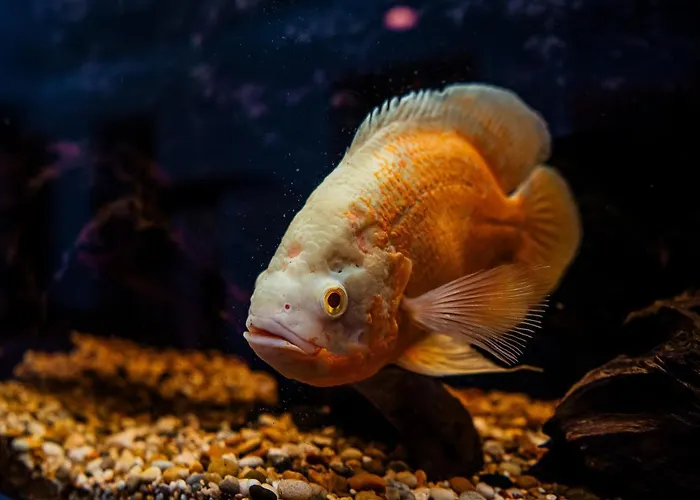 Airhome - Golden Fish Апартаменты